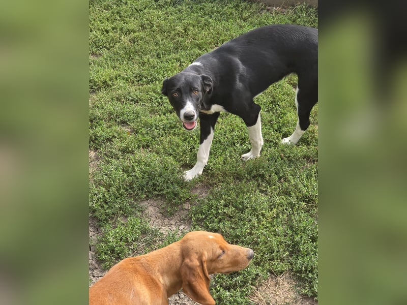 Nina – Eine lebensfrohe kleine Hundedame sucht ihr großes Glück!