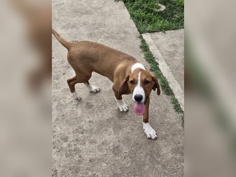 Vincent – Ein kleiner Charmeur mit großer Abenteuerlust sucht sein Zuhause