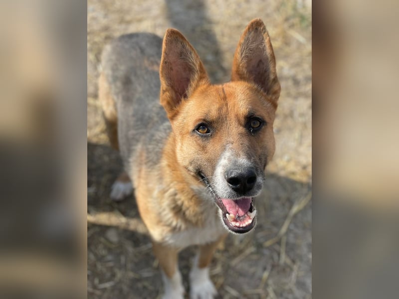 Scooby, endlich ein wirkliches Zuhause finden?