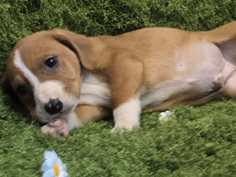 Vincent – Ein kleiner Charmeur mit großer Abenteuerlust sucht sein Zuhause