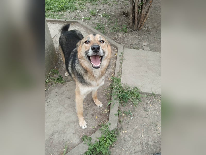 ALJONA ❤ sucht Zuhause oder Pflegestelle