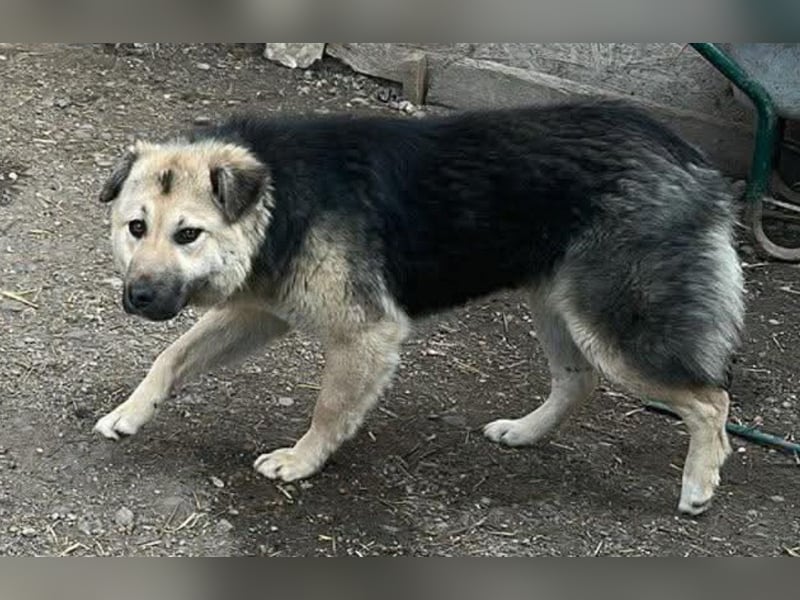 Marla, hübsche Junghündin sucht ihre Menschen