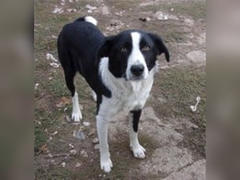 DOLF ❤  sucht Zuhause oder Pflegestelle