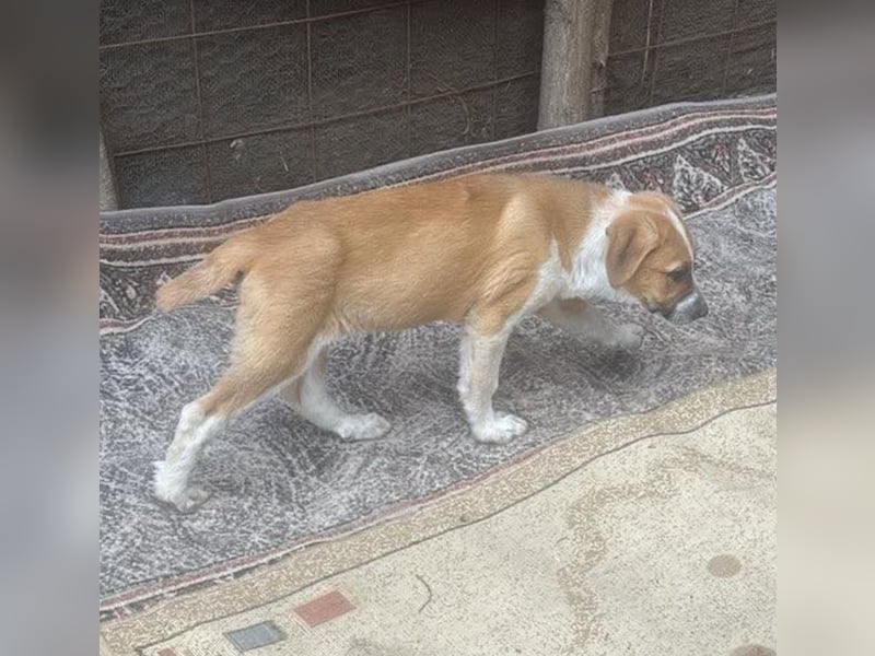 Cajou, Hundekind sucht Platz in seiner Familie