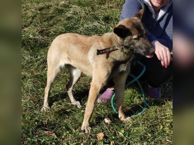 LEXA ❤️ EILIG! sucht Zuhause oder Pflegestelle