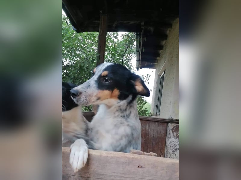 HARISAN ❤  sucht Zuhause oder Pflegestelle