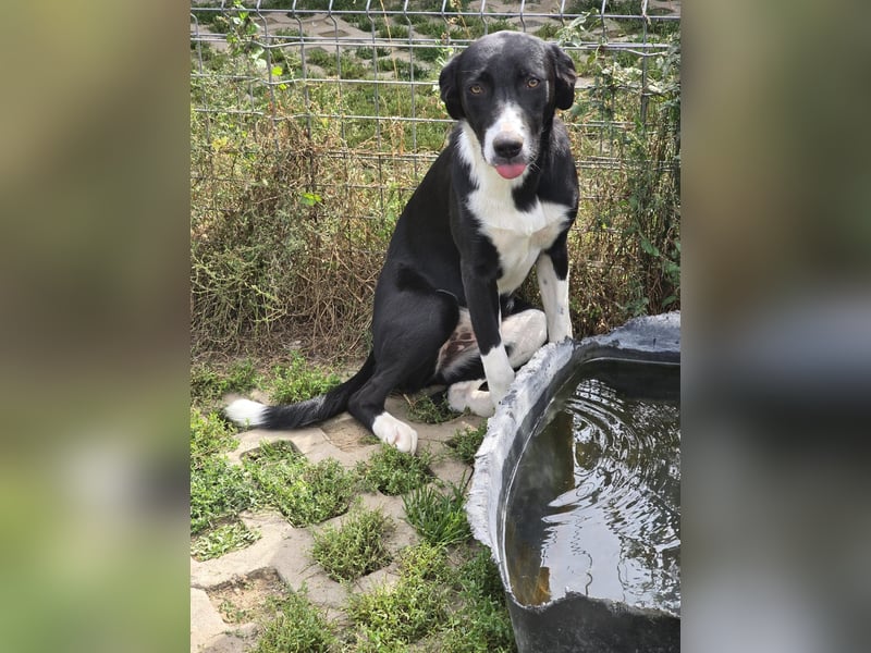 Nina – Eine lebensfrohe kleine Hundedame sucht ihr großes Glück!