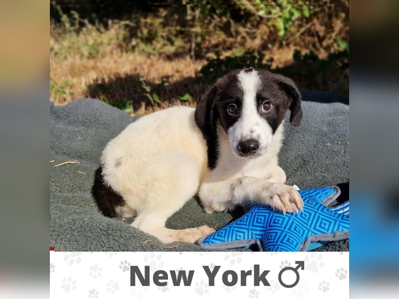 NEW YORK ❤ EILIG! sucht Zuhause oder Pflegestelle