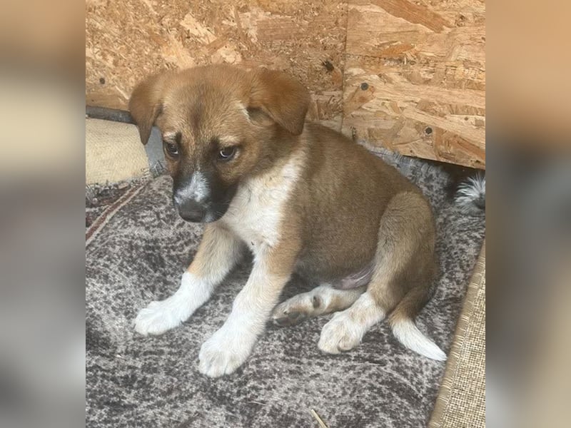 Cosmo, kleiner Hundemann auf der Suche nach dem Glück