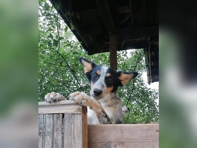 HARISAN ❤  sucht Zuhause oder Pflegestelle