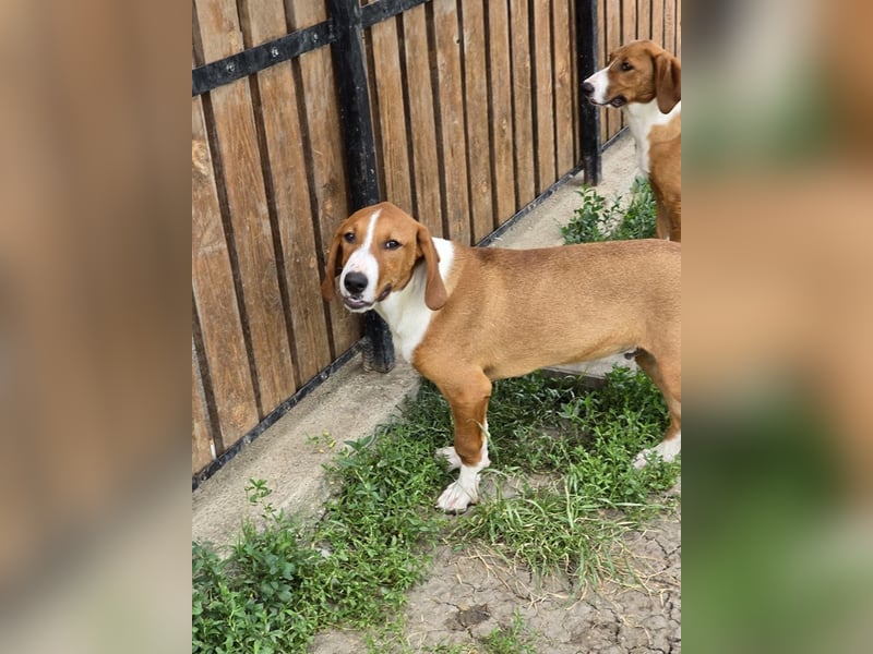 Vincent – Ein kleiner Charmeur mit großer Abenteuerlust sucht sein Zuhause