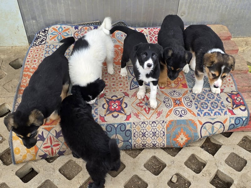 Nina – Eine lebensfrohe kleine Hundedame sucht ihr großes Glück!