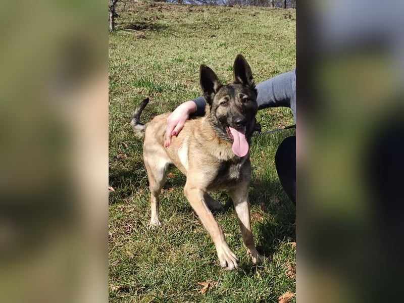 LEXA ❤️ EILIG! sucht Zuhause oder Pflegestelle