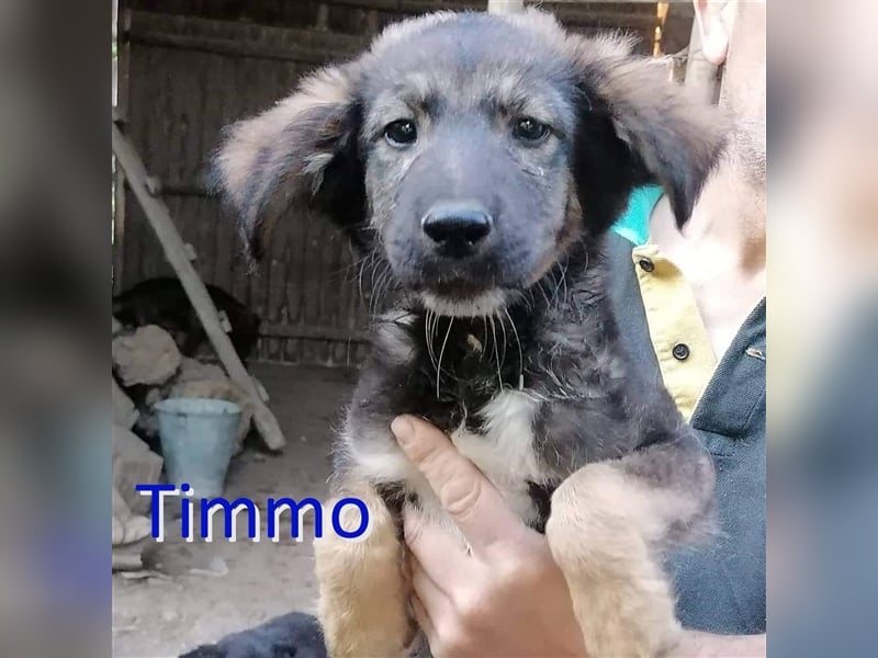 TIMMO ❤ sucht Zuhause oder Pflegestelle