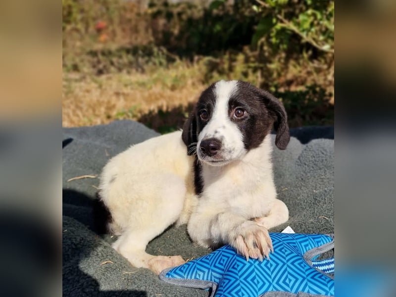 NEW YORK ❤ EILIG! sucht Zuhause oder Pflegestelle