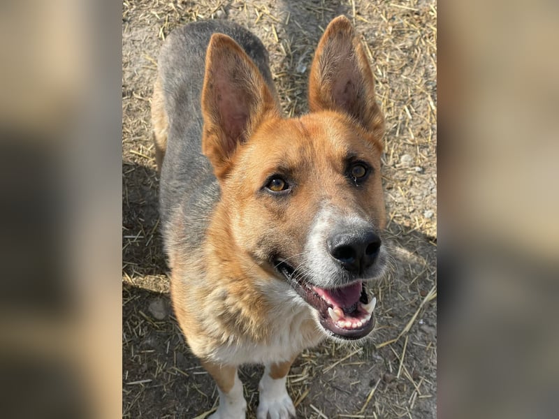 Scooby, endlich ein wirkliches Zuhause finden?