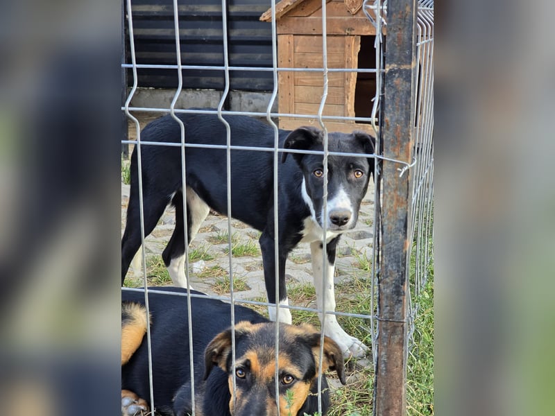 Nina – Eine lebensfrohe kleine Hundedame sucht ihr großes Glück!