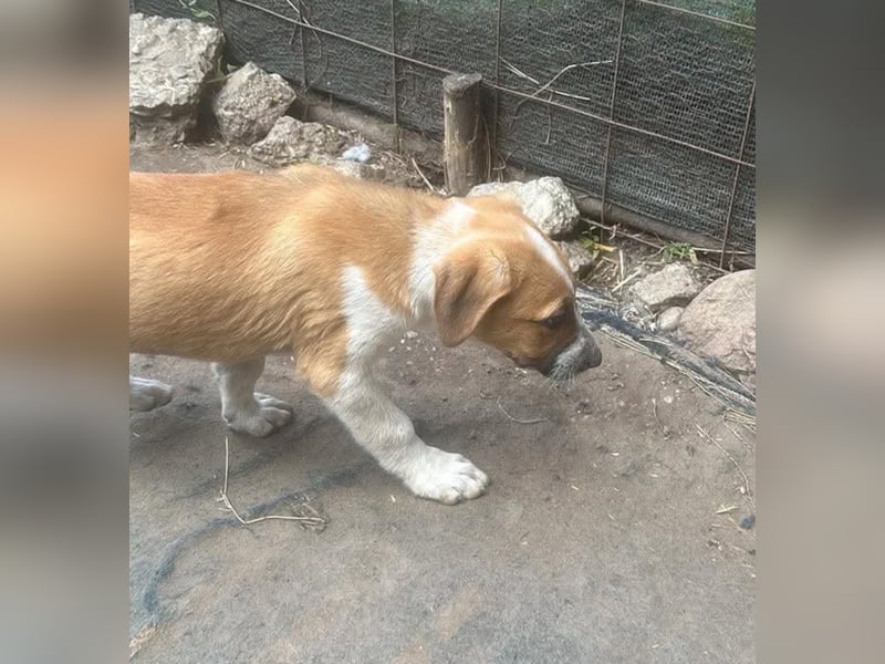 Cajou, Hundekind sucht Platz in seiner Familie