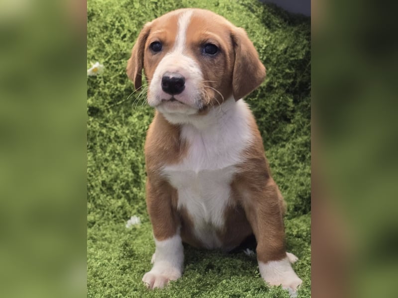 Vincent – Ein kleiner Charmeur mit großer Abenteuerlust sucht sein Zuhause