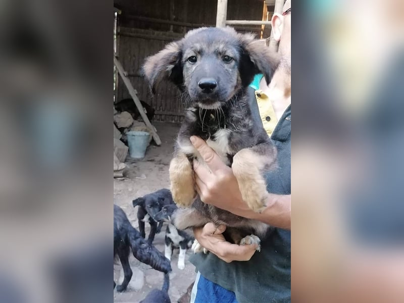 TIMMO ❤ sucht Zuhause oder Pflegestelle