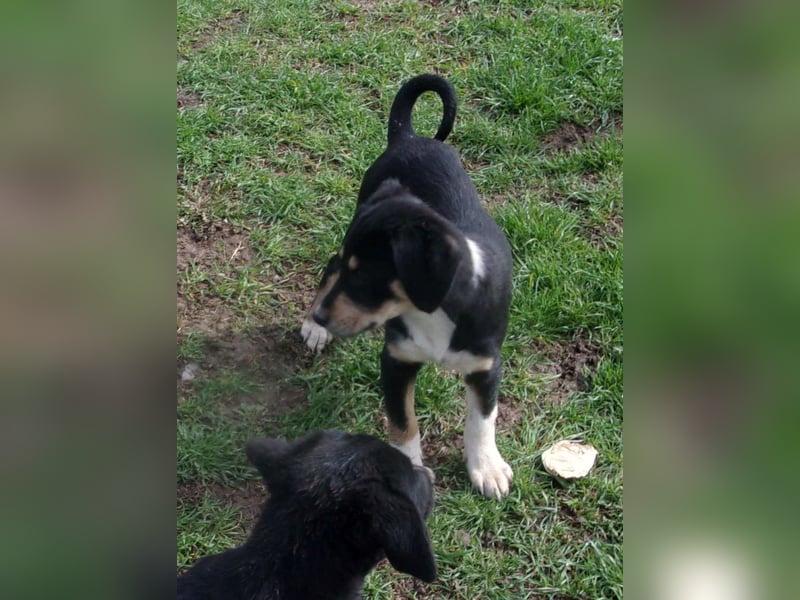 HONDA ❤ SEHR EILIG! sucht Zuhause oder Pflegestelle