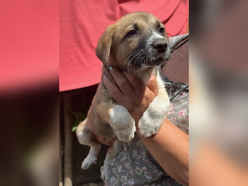 Cosmo, kleiner Hundemann auf der Suche nach dem Glück