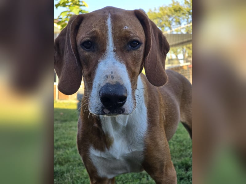 Vincent – Ein kleiner Charmeur mit großer Abenteuerlust sucht sein Zuhause