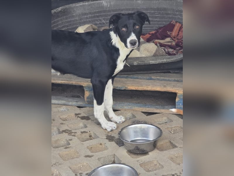 Nina – Eine lebensfrohe kleine Hundedame sucht ihr großes Glück!