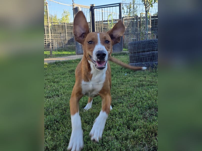 Vincent – Ein kleiner Charmeur mit großer Abenteuerlust sucht sein Zuhause