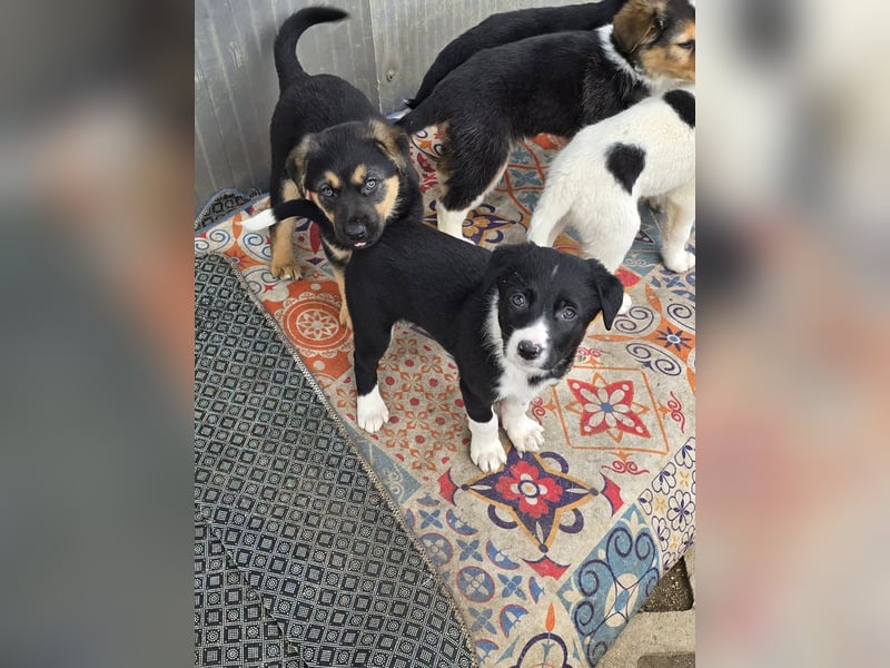 Nina – Eine lebensfrohe kleine Hundedame sucht ihr großes Glück!