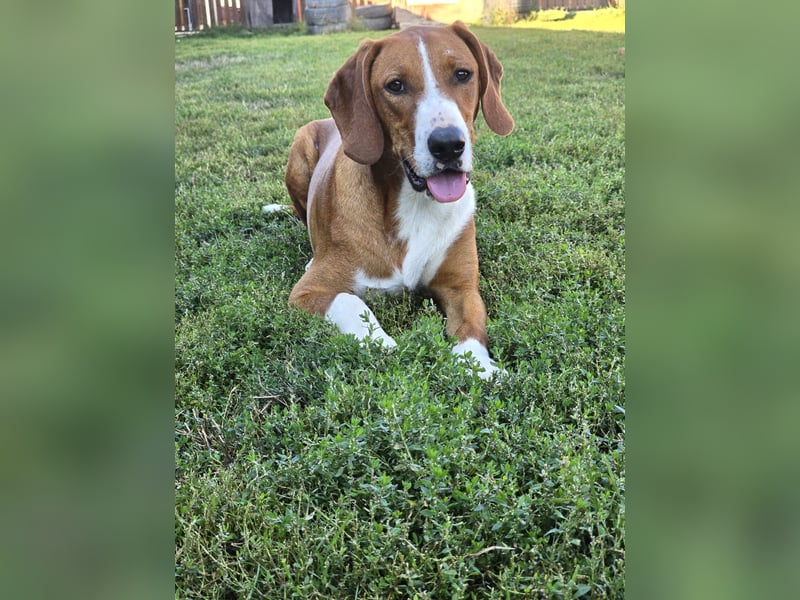 Vincent – Ein kleiner Charmeur mit großer Abenteuerlust sucht sein Zuhause