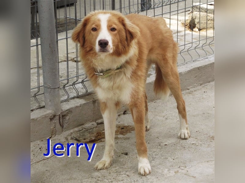 JERRY ❤ EILIG! sucht Zuhause oder Pflegestelle
