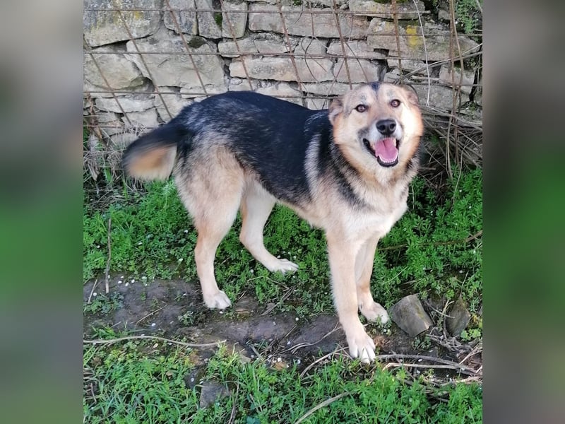 ALJONA ❤ sucht Zuhause oder Pflegestelle