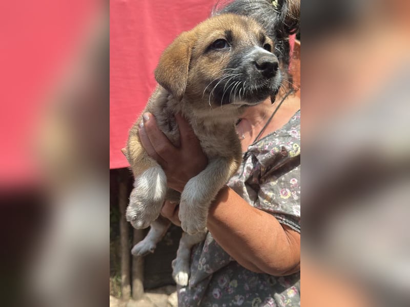 Cosmo, kleiner Hundemann auf der Suche nach dem Glück