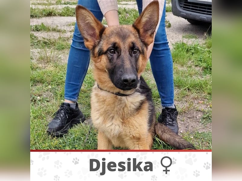 DJESIKA ❤ wartet in 38108 Braunschweig auf Dich