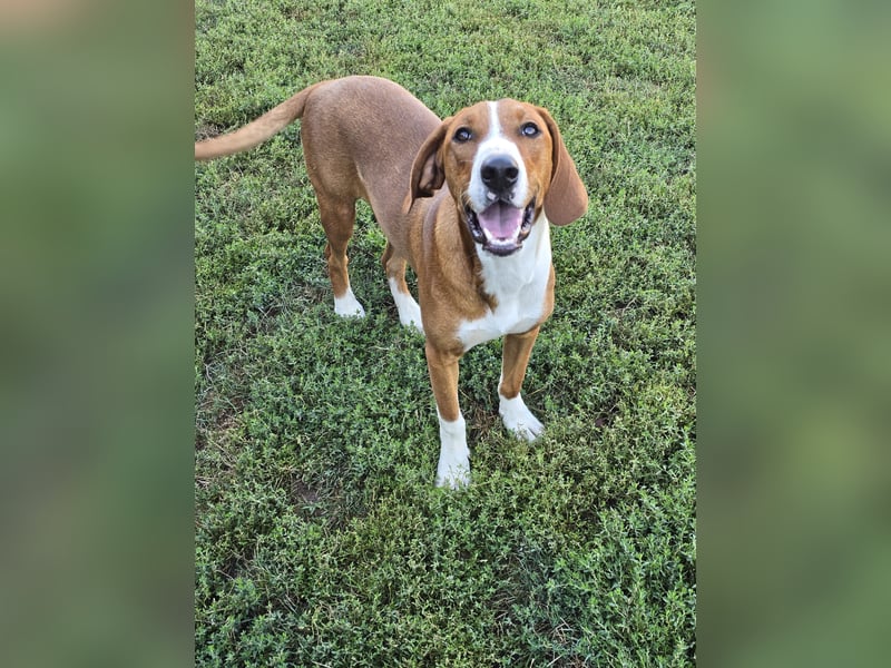 Vincent – Ein kleiner Charmeur mit großer Abenteuerlust sucht sein Zuhause