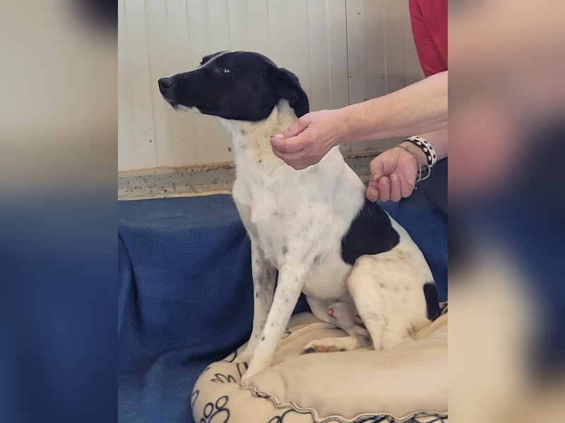 WINSTON ❤ EILIG! sucht Zuhause oder Pflegestelle