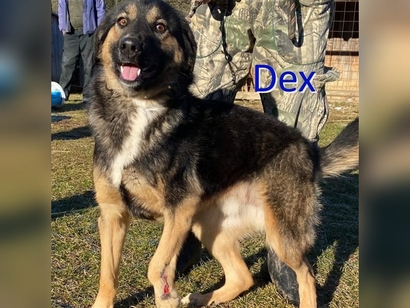 DEX ❤ EILIG! sucht Zuhause