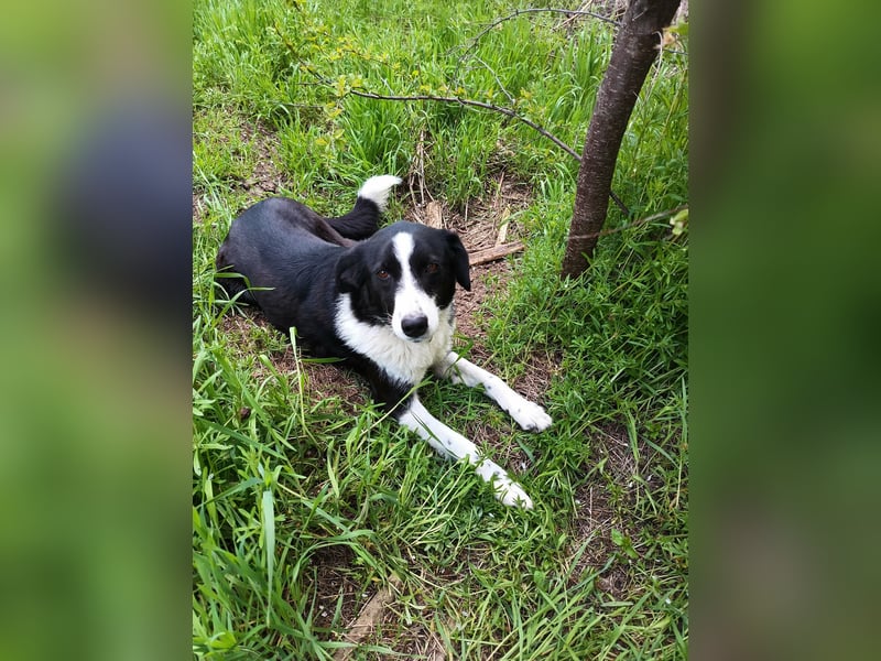 CHERNUSHA❤ EILIG!  sucht Zuhause oder Pflegestelle