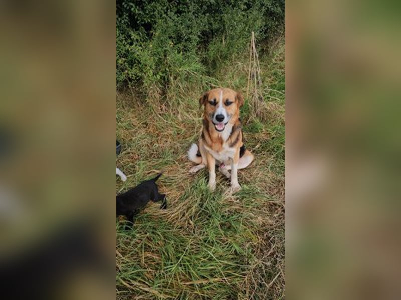 Nina – Eine lebensfrohe kleine Hundedame sucht ihr großes Glück!