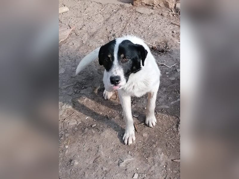 BRADLEY ❤  sucht Zuhause oder Pflegestelle