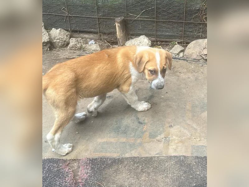 Cajou, Hundekind sucht Platz in seiner Familie