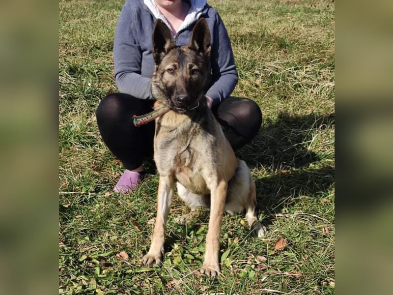 LEXA ❤️ EILIG! sucht Zuhause oder Pflegestelle