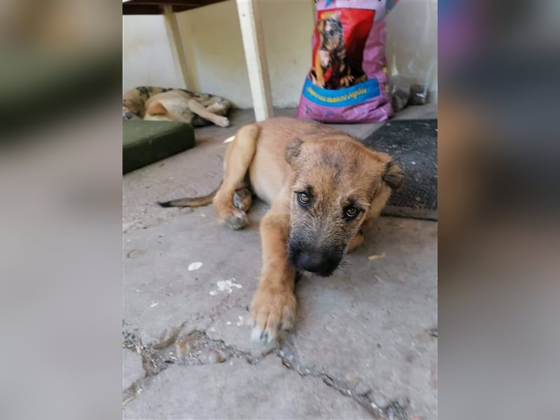 ZARA ❤  sucht Zuhause oder Pflegestelle