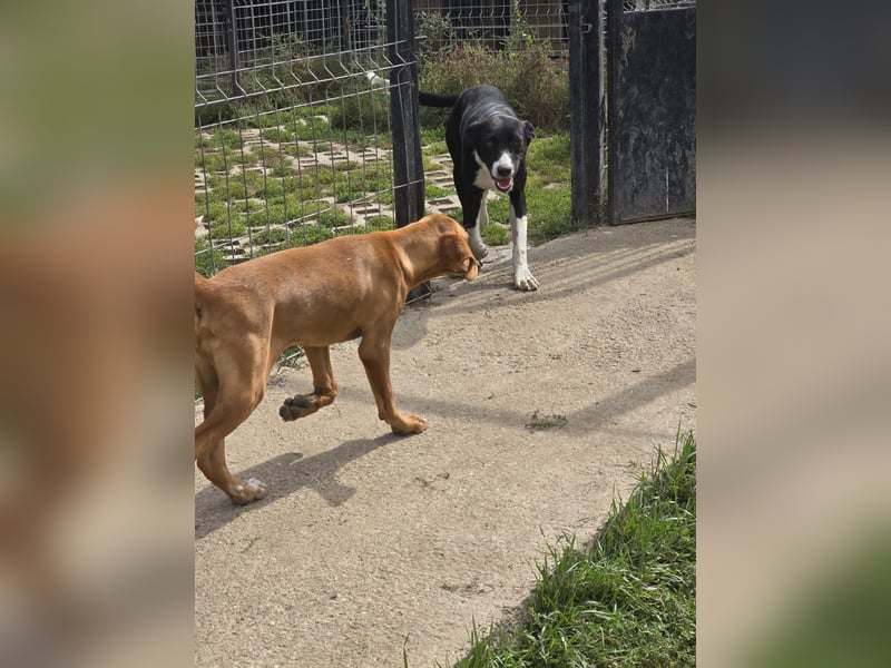 Nina – Eine lebensfrohe kleine Hundedame sucht ihr großes Glück!