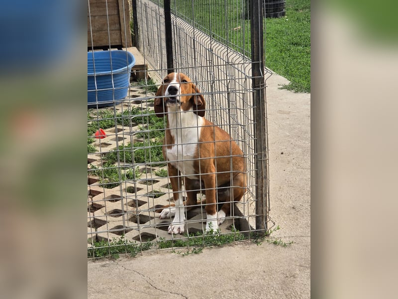 Vincent – Ein kleiner Charmeur mit großer Abenteuerlust sucht sein Zuhause