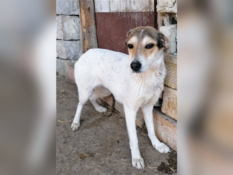 GREYTA ❤  sucht Zuhause oder Pflegestelle