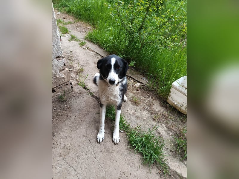 CHERNUSHA❤ EILIG!  sucht Zuhause oder Pflegestelle