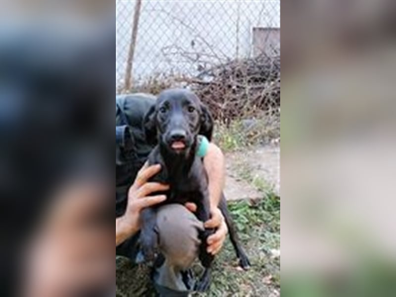 FINA ❤ sucht Zuhause oder Pflegestelle