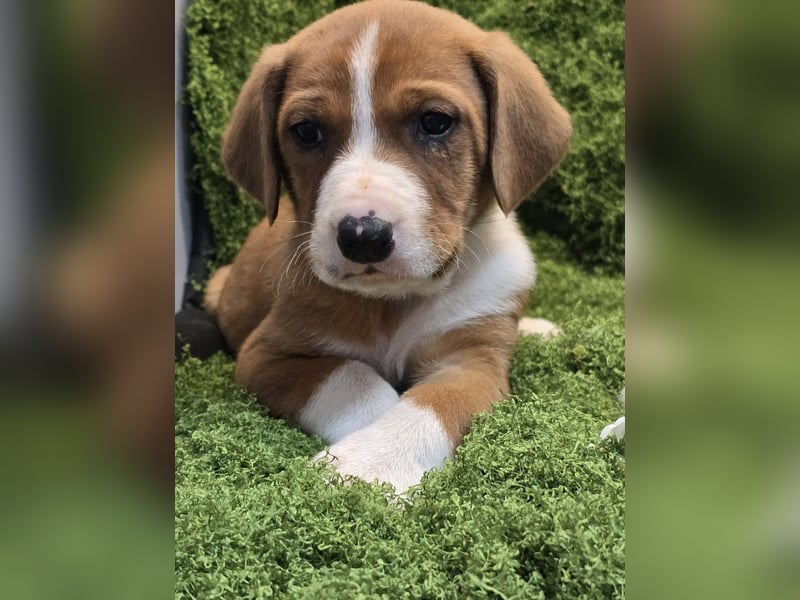 Vincent – Ein kleiner Charmeur mit großer Abenteuerlust sucht sein Zuhause